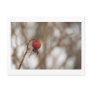Wild Rose Fruit Postcard