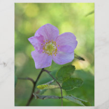 Wild rose in Kanuti National Wildlife Refuge Personalized Flyer