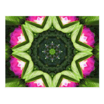 Wild Rose Lotus Mandala Post Cards