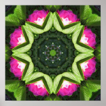 Wild Rose Lotus Mandala Poster