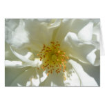 Wild Rose Macro Cards