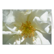 Wild Rose Macro Cards