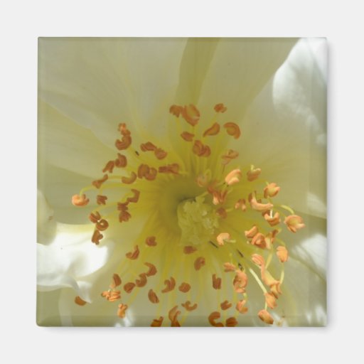 Wild Rose Macro Magnet