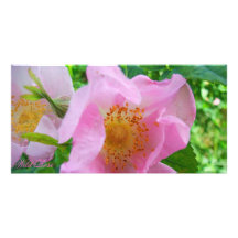 Wild Rose of BC 8"x4" Photo Card