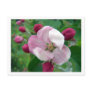 Wild Rose Postcard