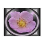 Wild rose ~ postcard