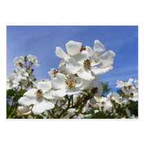 Wild Roses ~ ATC Business Card