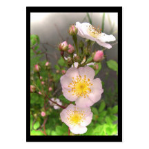 Wild Roses ATC Business Cards