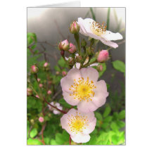 Wild Roses for Mother's Day Card