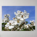 Wild Roses ~ print