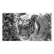 Wild Striped Tiger Black and White Business Cards