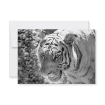 Wild Striped Tiger Black and White Custom Invitations