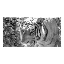Wild Striped Tiger Black and White Photo Card