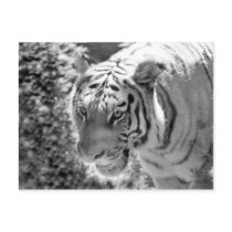 Wild Striped Tiger Black and White Post Cards