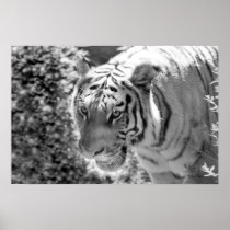 Wild Striped Tiger Black and White Poster