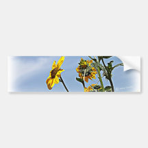 Wild Sunflowers Bumper Stickers