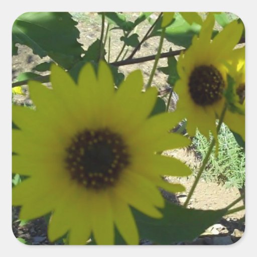 Wild Sunflowers Square Stickers