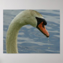 Wild Swan 11x8 Poster