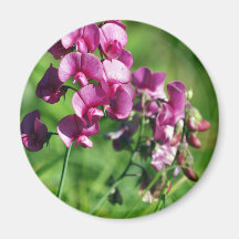 Wild Sweet-pea Flower Fridge Magnets