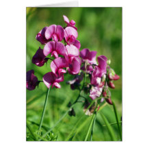 Wild Sweet-pea Flower Greeting Card