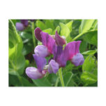 Wild Sweet Peas, Unalaska Island