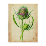 Wild Teasel - Dipsacus sylvestris Postcard
