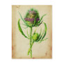 Wild Teasel - Dipsacus sylvestris Postcard