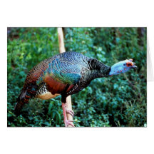 WILD TURKEY CARD