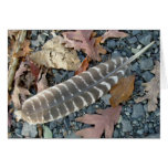 Wild Turkey Feather Note Card