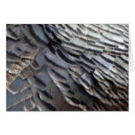 Wild Turkey Feathers Nature Card
