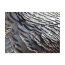 Wild Turkey Feathers Nature Postcard