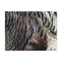 Wild Turkey Feathers Nature Postcard