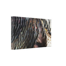 Wild Turkey Feathers Wrapped Canvas