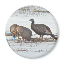 Wild Turkey in Snowy Field Fridge Magnets