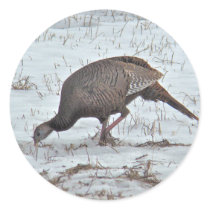 Wild Turkey in Snowy Field Sticker