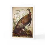 Wild Turkey, John James Audubon Greeting Cards