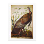 Wild Turkey, John James Audubon Post Card
