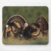 Wild Turkey, Meleagris gallopavo,males Mouse Pads