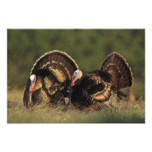 Wild Turkey, Meleagris gallopavo,males Photographic Print