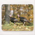 Wild turkey mouse pads