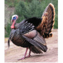 Wild Turkey Photo Sculpture photo sculptures