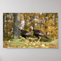 Wild turkey print