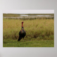 Wild Turkey Poster