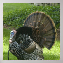 Wild Turkey Poster Print