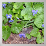 Wild Violets posters