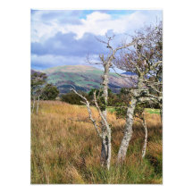 WILD WALES PHOTO