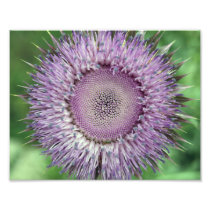 Wild Weed Bloom Photo Art