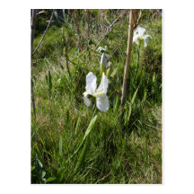 Wild White Canna Lily Post Cards