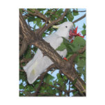 Wild White Cockatoo Parrot Postcard