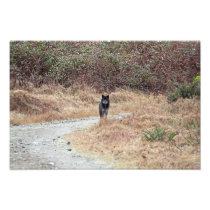 Wild Wolf Photo